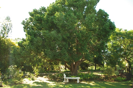 Yellow Wood Tree 60 years old